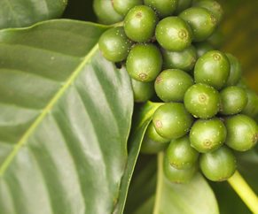 coffee plant Showing coffee plant