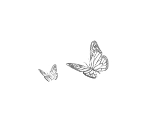 two Butterflys showing two Butterflys