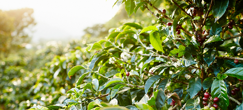 Showing coffee plant