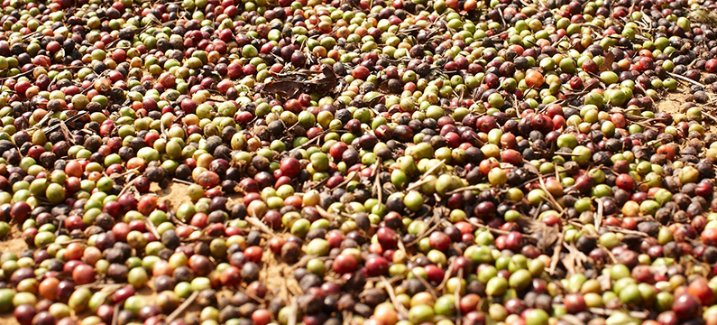 Showing coffee beans