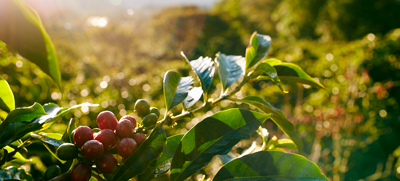 Showing coffee plant with beans