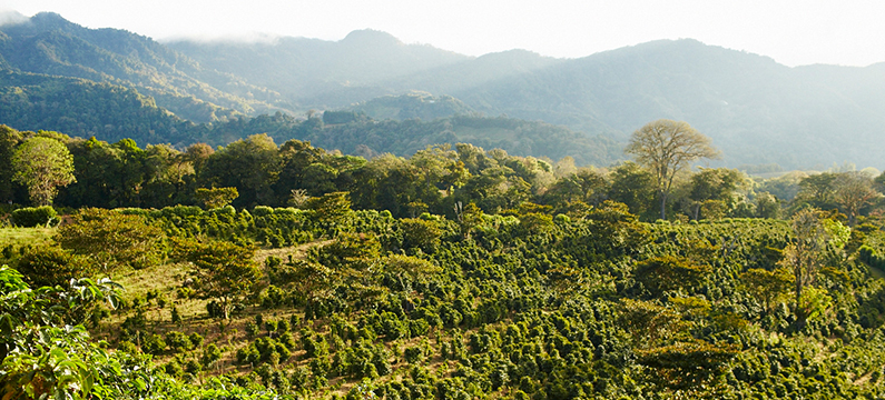 Showing coffee plantation