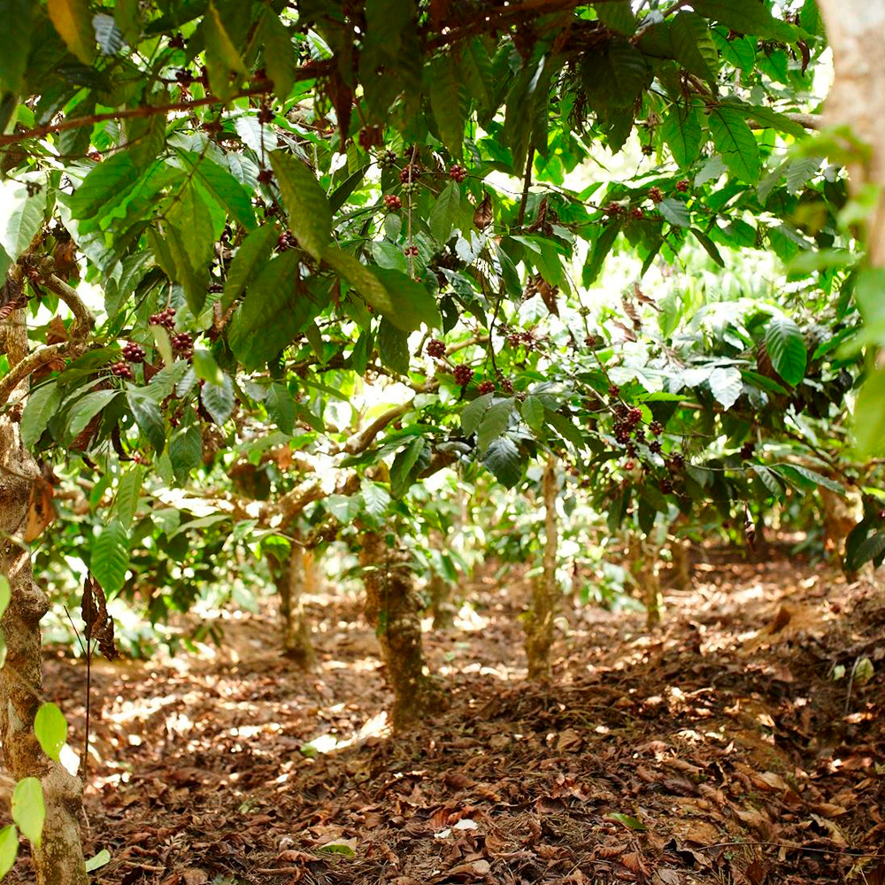 Showing coffee plant