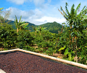 Showing coffee plantation
