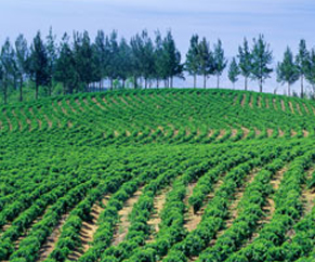coffee plantation Showing coffee plantation