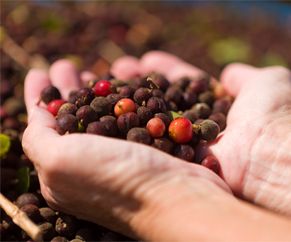 Showing a hand with coffee beans