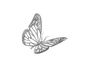 showing butterfly