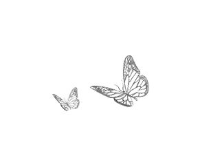 showing two Butterflys