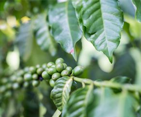 showing coffee plant