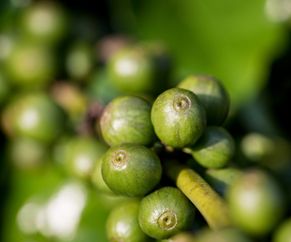 showing coffee plant