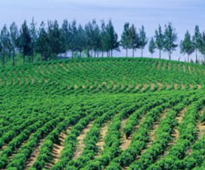 Showing coffee plantation