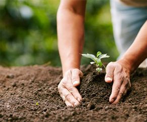 Showing a man plant a tree