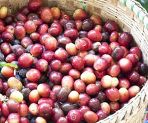 Showing coffee plant