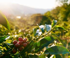 Showing coffee plant on a plantation Showing coffee plant on a plantation