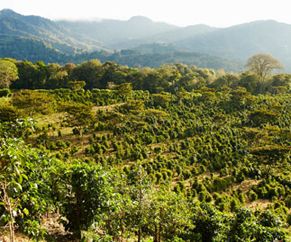 Showing coffee plantation