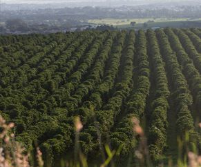 showing coffee planate